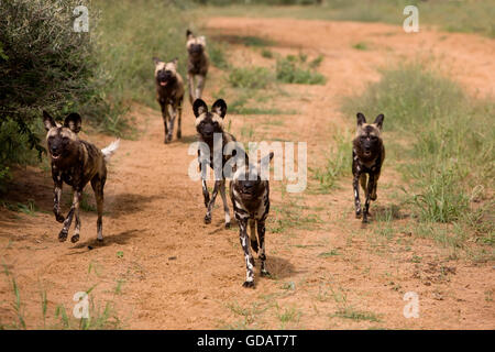 Afrikanischer Wildhund, LYKAON Pictus, Pack zu Fuß auf der Spur, Namibia Stockfoto