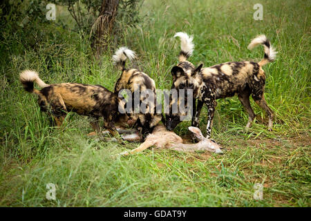 Afrikanischer Wildhund, LYKAON Pictus Pack auf einem Kill, eine größere Kudu weiblich Karkasse, Namibia Stockfoto