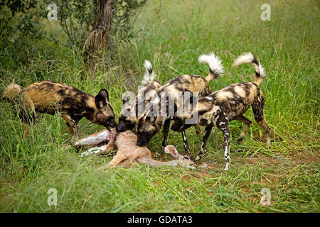 Afrikanischer Wildhund, LYKAON Pictus, Groupe Essen ein Kill, eine weibliche des großen Kudu, Namibia Stockfoto