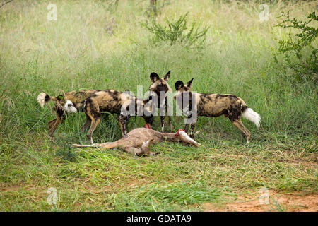 Afrikanischer Wildhund, LYKAON Pictus Herde auf einem Kill, eine große Kudu, Tragelaphus Strepsiceros, Namibia Stockfoto