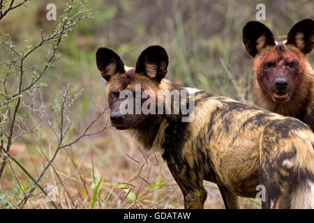 AFRIKANISCHER WILDHUND LYKAON Pictus, blutigen Gesichter nach der Fütterung A KUDU KARKASSE, NAMIBIA Stockfoto