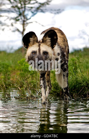 Afrikanischer Wildhund, LYKAON Pictus am Wasserloch, Namibia Stockfoto