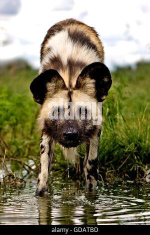 Afrikanischer Wildhund, LYKAON Pictus am Wasserloch, Namibia Stockfoto