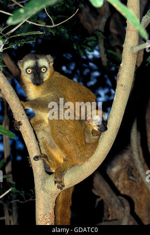 BRAUNER LEMUR Eulemur Fulvus, Mutter mit Kind, Madagaskar Stockfoto