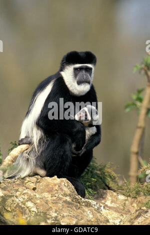 BLACK AND WHITE COLOMBUS Affen Colobus Guereza, weibliches BABY tragen Stockfoto