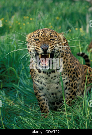 Leopard, Panthera Pardus, Erwachsene Knurren Stockfoto