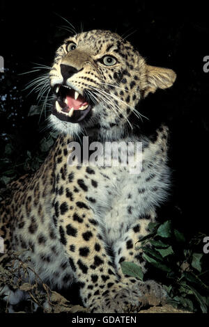 Persische Leoparden Panthera Pardus Saxicolor, Erwachsene knurrend Stockfoto