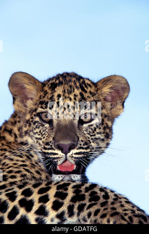 Leopard, Panthera Pardus, Porträt von Cub Stockfoto