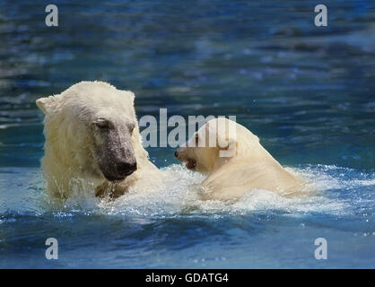 Eisbär, Thalarctos Maritimus, Mutter und Jungtier schwimmen Stockfoto