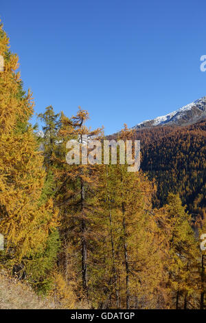 Schweiz, Europa, Wallis, Goms, Münster, Holz, Wald, Lärchen, Herbst Stockfoto