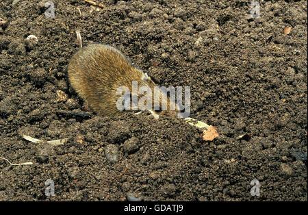 GEMEINSAMEN WÜHLMAUS Microtus Arvalis, Erwachsene Graben Stockfoto