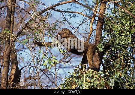 Olive Baboon, Papio Anubis, Erwachsenen Essen im Baum, Masai Mara-Park in Kenia Stockfoto