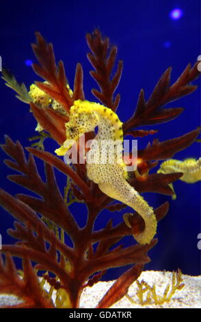 Ein Seepferdchen Im Unterwasser-Welt Oder Unterwasserwelt Auf der Insel Sentosa in Singapur Im Inselstaat Singapur in Asien. Stockfoto