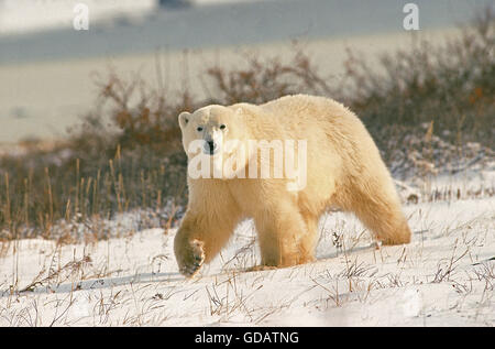 Eisbär Thalarctos Maritimus, Erwachsene WALKING ON SNOW, CHURCHILL IN MANITOBA, Kanada Stockfoto