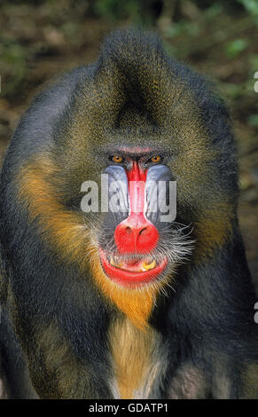 MANDRILL Mandrillus Sphinx, Porträt von männlichen Stockfoto