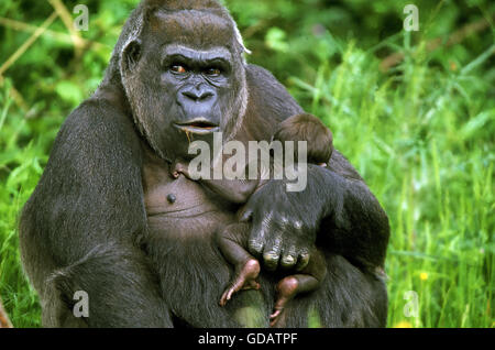 ÖSTLICHE Tiefland-GORILLA Gorilla Gorilla Graueri, Mutter mit Kind Stockfoto