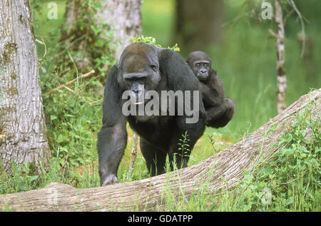 ÖSTLICHE Tiefland-GORILLA Gorilla Gorilla Graueri, Mutter tragen junge ON ITS BACK Stockfoto
