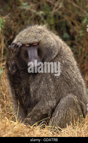 OLIVE BABOON Papio Anubis, MÄNNERKOPF kratzen, MASAI MARA PARK IN Kenia Stockfoto