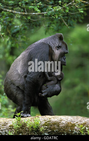Östliche Flachlandgorilla, Gorilla Gorilla Graueri, Weibchen mit jungen Stockfoto
