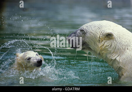 POLAR BEAR Thalarctos Maritimus, weibliche mit CUB spielen, Kanada Stockfoto