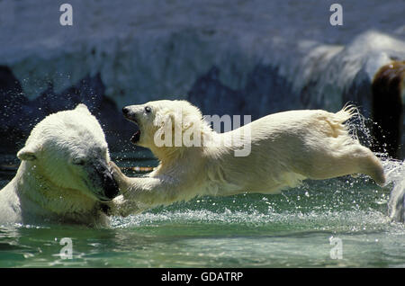 POLAR BEAR Thalarctos Maritimus, weibliche mit CUB spielen, Kanada Stockfoto