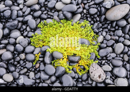 Meer Sandwort (Honckenya Peploides) auf dem Damm zwischen Festland und Insel Pordarhöfdi im Fjord Skagafjördur in Nord-Island Stockfoto