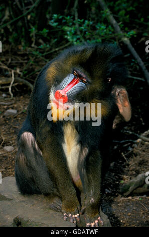 MANDRILL Mandrillus Sphinx, männliche kratzen ITS HEAD mit finden FOOT Stockfoto