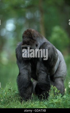 Östliche Flachlandgorilla, Gorilla Gorilla Graueri, männlichen Silberrücken Stockfoto
