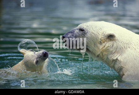 Eisbär, Thalarctos Maritimus, Mutter mit Jungtier im Wasser Stockfoto