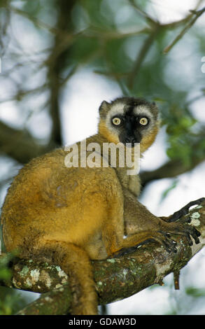 Brauner Lemur Eulemur Fulvus, Erwachsene auf Ast Stockfoto