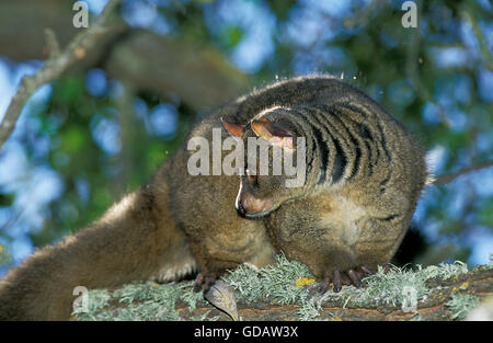 Dick-Tailed Bush Baby oder größere Galago, Otolemur Crassicaudatus, Erwachsene auf Ast Stockfoto