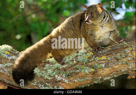 Dick-Tailed Bush Baby oder größere Galago, Otolemur Crassicaudatus, Erwachsene auf Ast Stockfoto