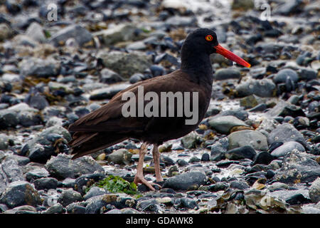 schwarze Austernfischer, Haematopus Bachmani, Vogel, Alaska, USA, Stockfoto