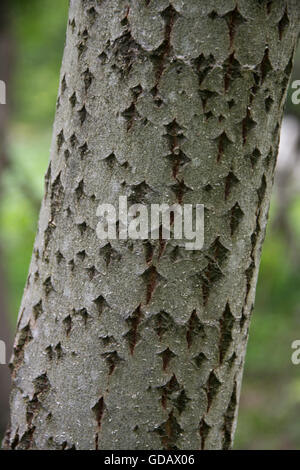 Italien, Europa, Nord-Italien, Piemont, Nationalpark, Val Grande, Stamm, Rinde Stockfoto