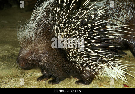 Crested Stachelschwein, Hystrix Cristata, Erwachsene Stockfoto