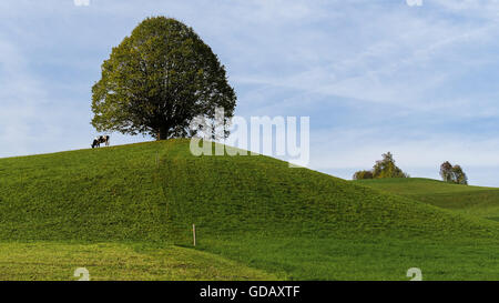 Linde auf dem Hürnlis Stockfoto