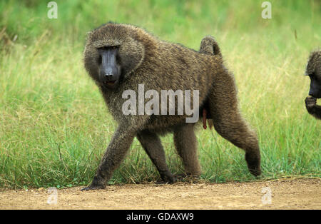 Olive Baboon, Papio Anubis, Männlich, Masai Mara-Park in Kenia Stockfoto