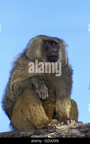 Olive Baboon, Papio Anubis, Männlich, Masai Mara-Park in Kenia Stockfoto