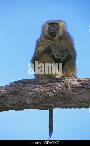 Olive Baboon, Papio Anubis, männlich auf Ast, Masai Mara-Park in Kenia Stockfoto