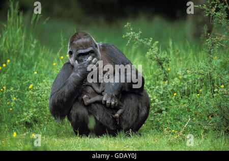 Gorilla Gorilla Gorilla, weiblich mit Baby Stockfoto