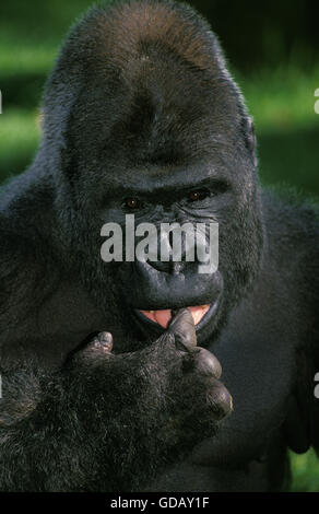 Gorilla, Gorilla Gorilla, Porträt von Silverback Erwachsene männlich, Funny Face Stockfoto