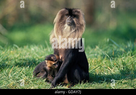 Lion Tailed Macaque, Macaca Silenus, Weibchen mit jungen Stockfoto