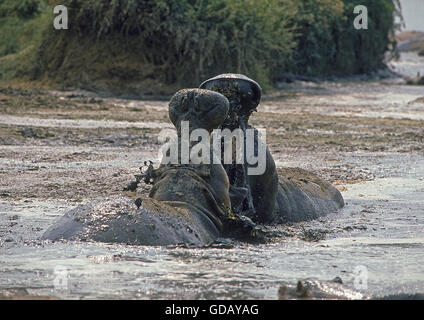 Nilpferd Hippopotamus Amphibius, Männchen kämpfen, VIRUNGA-PARK, Kongo Stockfoto