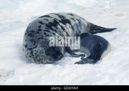 Kapuzen-Dichtung Cystophora Cristata, Mutter mit Welpe SUCKLING ON ICE FIELD, MAGDALENA ISLAND IN Kanada Stockfoto