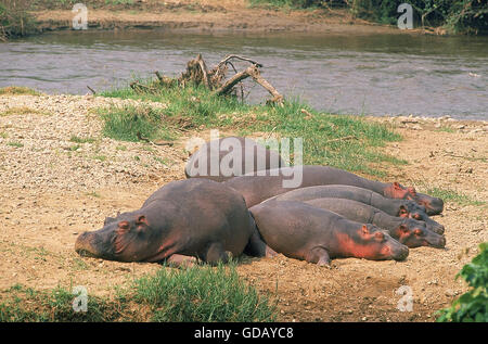 Nilpferd Hippopotamus Amphibius, Gruppe SLEEPING nahen MARA RIVER, Kenia Stockfoto