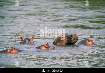 Nilpferd, Hippopotamus Amphibius, Erwachsene in See, Virunga-Park im Kongo Stockfoto