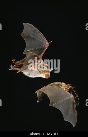 Maus-Eared Hieb, Myotis Myotis, Erwachsene auf der Flucht vor schwarzen Hintergrund Stockfoto