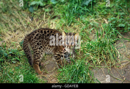 Leopardkatze Prionailurus Bengalensis, Cub mit Maus im Maul Stockfoto