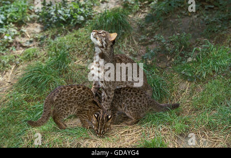 Leopardkatze Prionailurus Bengalensis, Weibchen mit Jungtier Stockfoto