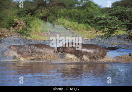 Nilpferd Hippopotamus Amphibius, Erwachsene Eintritt in Wasser, MASAI MARA PARK IN Kenia Stockfoto